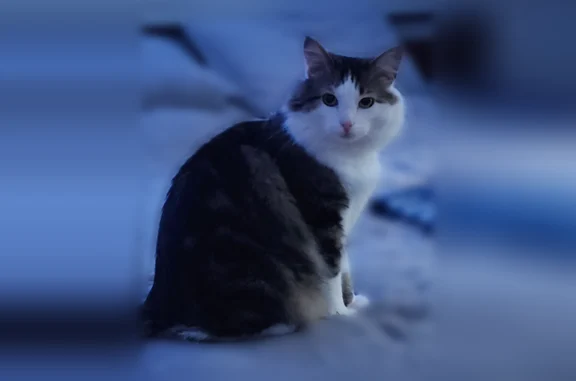 Lost cat, Salvia Street, Pemberton Township, Browns Mills - male - photo