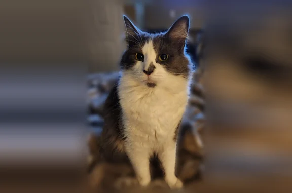 Lost cat, Sunset View Lane, Frederick - male domestic short haired - photo