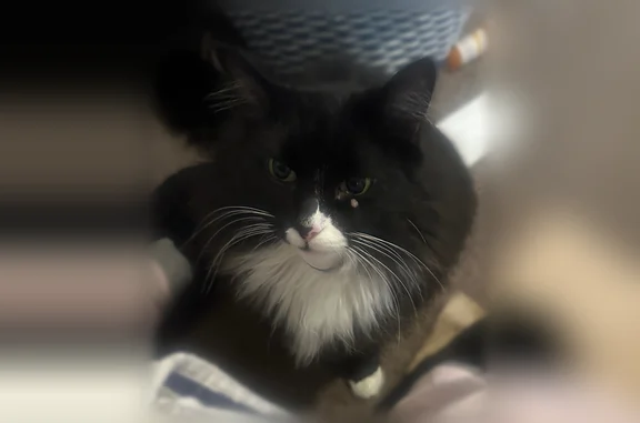 Lost cat, Santa Rosa Drive, 801, Killeen - long hair tuxedo - photo