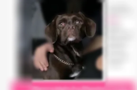 Lost and found pets Lawrence, photo: Lost male dog, Fountainview Drive, Lawrence - brown with a cherry eye