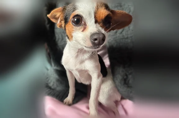 Lost female dog, East Lake Avenue, Watsonville - very shy and scared - photo