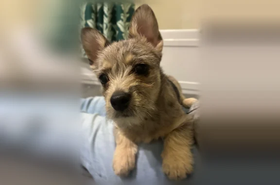 Lost and found pets Mountain View, photo: Found female dog, West Evelyn Avenue, Mountain View - tan with black accents