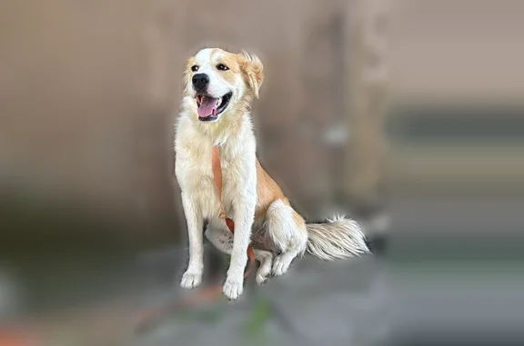 Found dog Middlesborough, photo: Found female dog, Exeter Avenue, Middlesboro