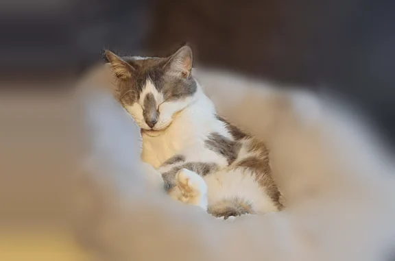 Lost cat, South Main Street, Maquoketa - female, gray and white - photo