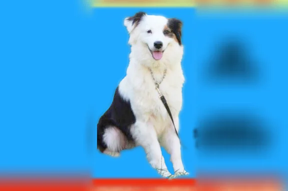 Lost female dog, Northeast Main Street, Simpsonville - photo