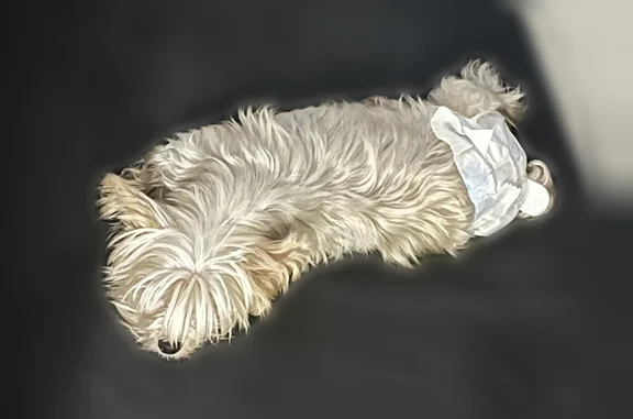 Missing dog Male, Arlington (usl535455) - photo