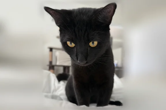 Lost cat, Sapphire Creek Place, Tampa - male with a scar below his left nostril - photo