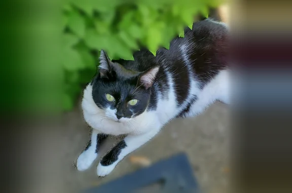 Lost and found pets Arlington, photo: Lost male cat, Speedway, Indiana - black and white tuxedo