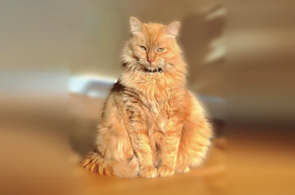 Lost cat, South 4000 West, 3500, West Valley City - orange tabby, very chubby - photo