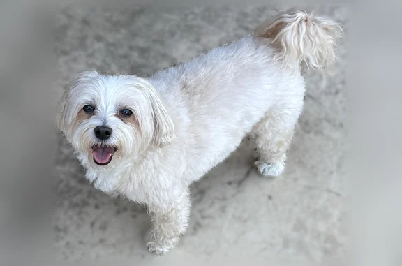 Blonde/white maltipoo, no collar, about 15 pounds.