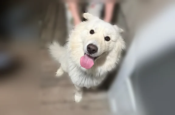 Found dog Minneapolis, photo: Found dog, North Liberty, Iowa - male with brown necklace