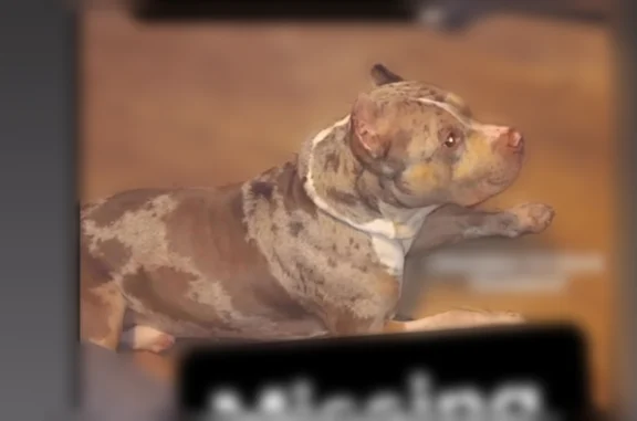 Lost and found pets Detroit, photo: Lost dog, Woodbine Street, Detroit - brown and white chocolate tri Merle