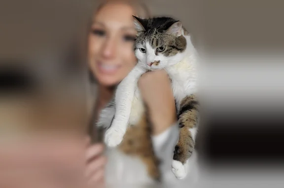 Lost cat, Drew Street, 6, Augusta - gray and white, indoor only - photo