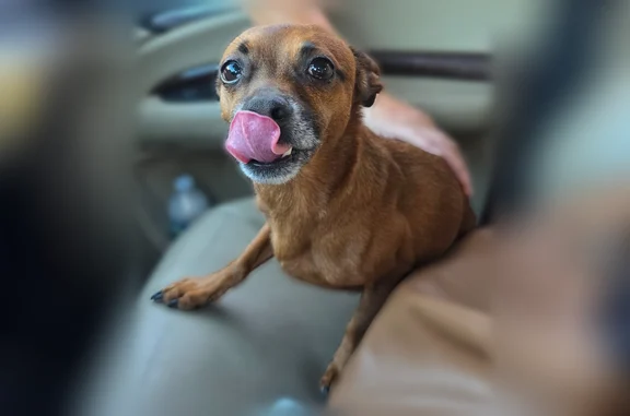 Lost and found pets Phoenix, photo: Found male dog, West Coolidge Street, Phoenix - golden-brown Chihuahua mix
