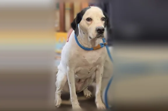 Lost dog, Montauk Highway, 609, Bayport - female, white with black ears - photo