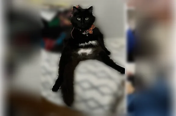 Lost male cat, Southwest Rose Lane, Wilsonville - black with white patch and pink collar - photo
