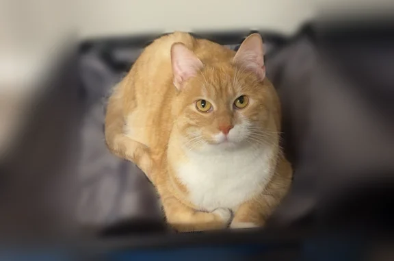 Lost cat, Doral Court, 9401, Louisville - orange and white male, microchipped - photo