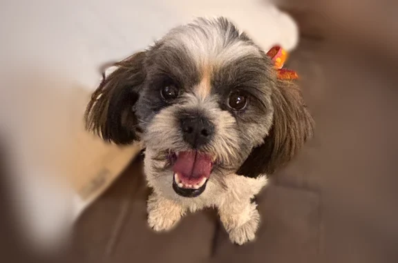 Lost and found pets Tucson, photo: Found dog, West Milton Road, Tucson - young Shitzu with a bow