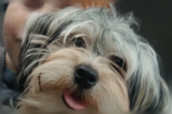 Lost dog, Vantage Road, Jeffersontown - black, white, and gray Morkie - photo