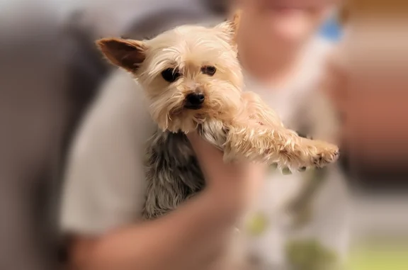 Lost dog, State Street, Fairmont - small male Yorkie - photo