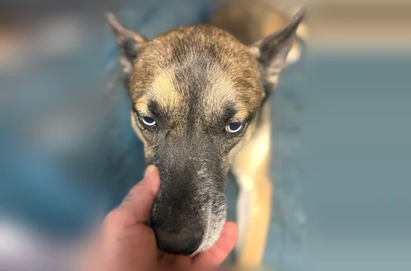 Lost male dog, Lytle Street, Louisville - gentle and loving - photo