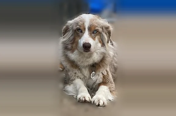 Lost and found pets Springfield, photo: Lost female dog, Camp Creek Drive, 14, Foristell - recently adopted and scared