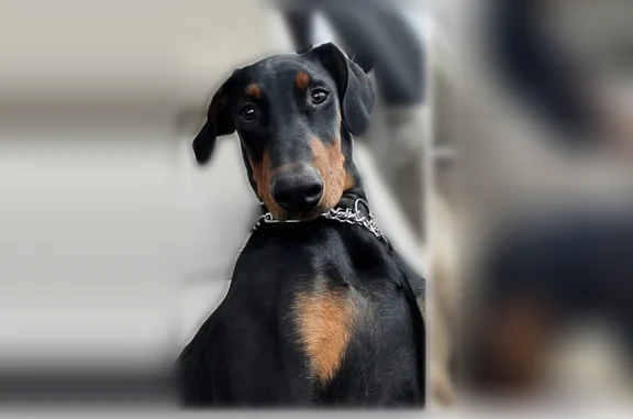 Lost dog, Stead Boulevard, Reno - male puppy with silver collar - photo