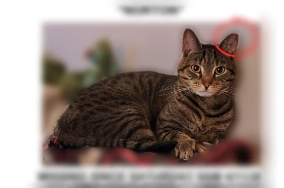 Missing cat Male, Rosenhayn (usl535481) - photo
