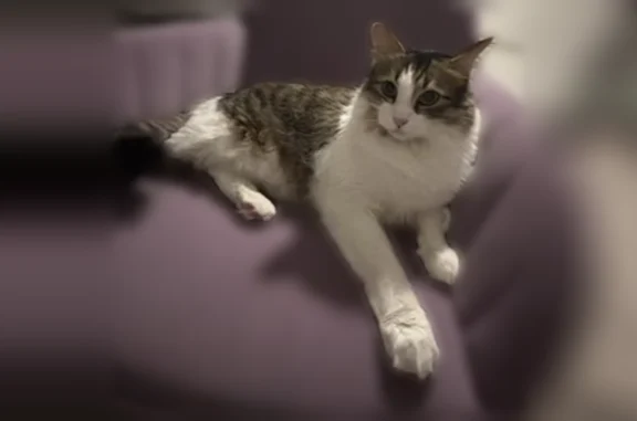 Lost male cat, North 11th Avenue, Phoenix - very large Persian Tabby - photo