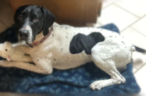 Found dog, Memphis, Detroit - male, black and white with spots - photo