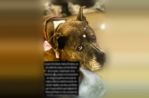 Lost dog, North Miami Avenue, Miami - female pit mix - photo