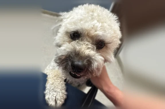 Lost and found pets Oklahoma City, photo: Lost male dog, Oklahoma City - curly blondish hair, 20lbs