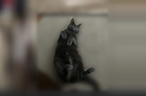 Lost female cat, Villa Oaks Circle, Cross Lanes, Sloan - photo