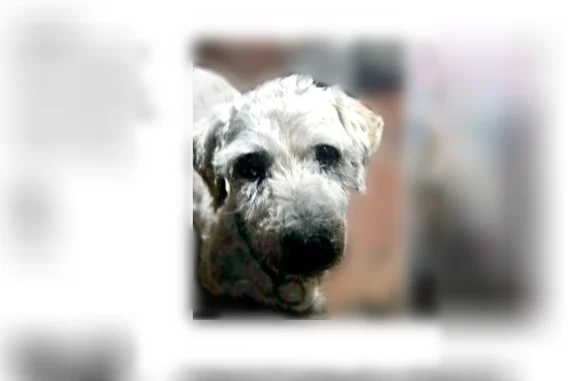 Lost dog, West Gulf Bank Road, Houston - male white terrier mix - photo