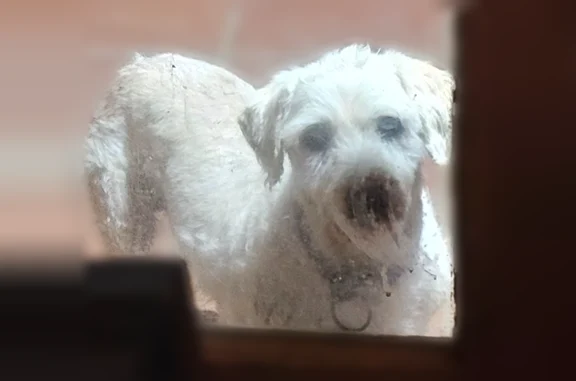 Lost dog, West Gulf Bank Road, Houston - male white terrier mix - photo