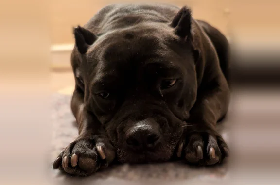 Lost dog, Baylis Street, New Castle - female Kane Korso/Bully Mix - photo