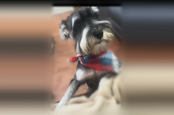 Lost male dog, Telephone Road, Lancaster - black and white - photo