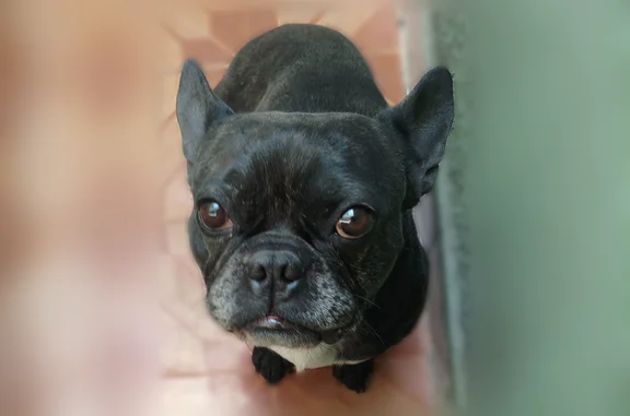Lost dog, Avenida Granjas, 11, Ecatepec de Morelos - male with short crooked tail - photo