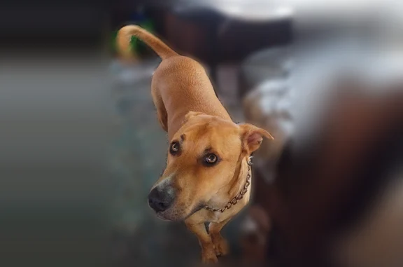 Lost dog, Bryant, Arkansas - tan with black markings - photo