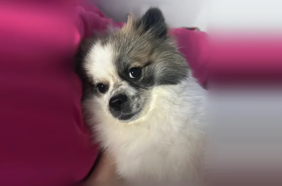 Lost dog, Palm Desert, California - black spot around tail - photo