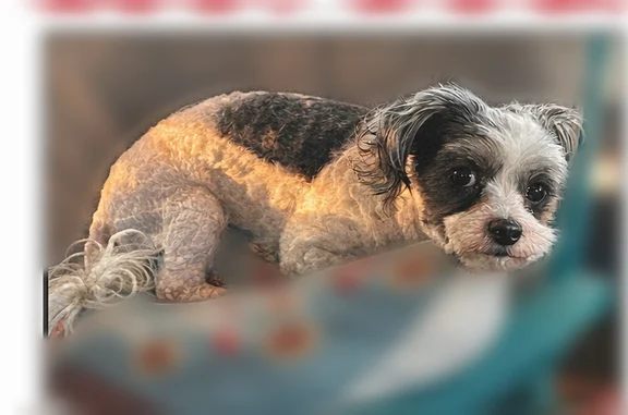 Lost dog, Cooper Street, 5709, Detroit - white with black spots - photo