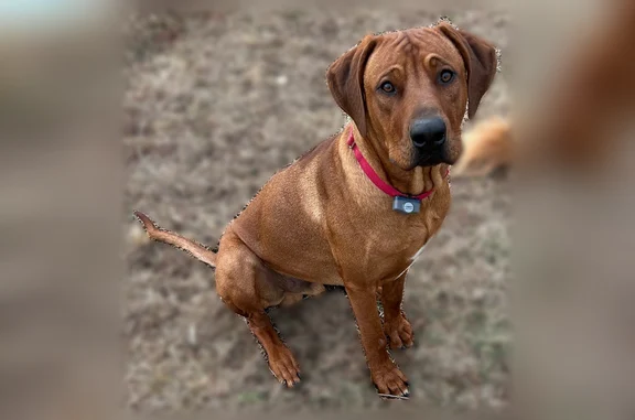 Lost male dog, Watertown, Nashville - red wheaten with ridge - photo