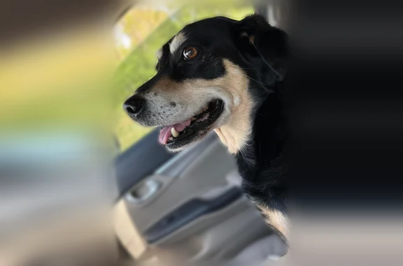 Found dog Taylorsville, photo: Found dog, Taylorsville Road, Taylorsville - black with tan features