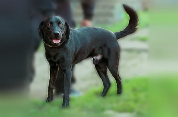 Lost dog, Rosewood Street, Inkster - black Lab with a chain collar - photo