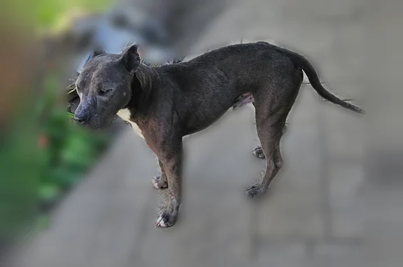 Found dog Detroit, photo: Found male dog, Ferdinand Street, Detroit - Gray Blue nose Pitbull