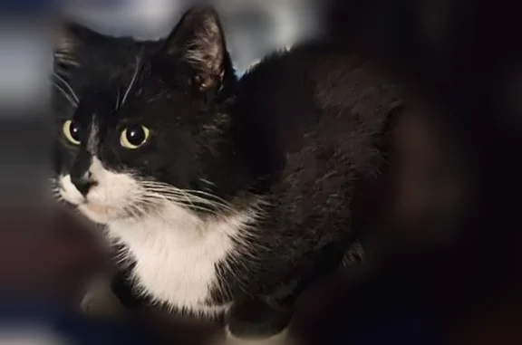 Lost and found pets Arlington, photo: Found cat, Salinas, California - docile tuxedo with ear scars