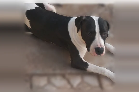 Lost dog, North 48th Drive, Glendale - large black and white pitbull - photo
