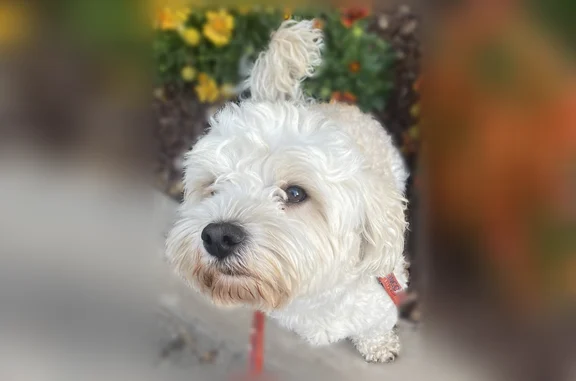 Lost dog, South Ames Circle, Lakewood - tan with big beautiful eyes - photo