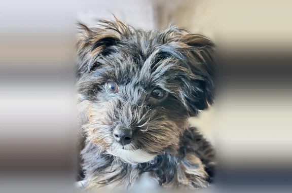 Lost male dog, Dolphin Avenue, Northfield - photo