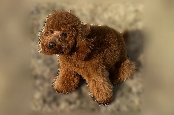 Lost dog, North Olden Avenue, 1668, Ewing Township, Trenton - male with a puffy tail - photo